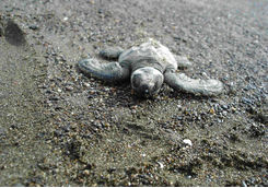 baby olive ridley turtle