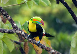 toucan