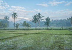 view of rice fields in borobudur