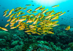 underwater with colourful fish