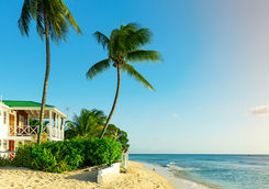 beach palm tree