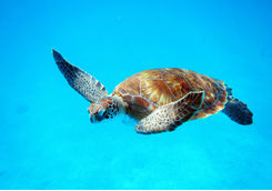 loggerhead turtle