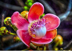 botanical flower