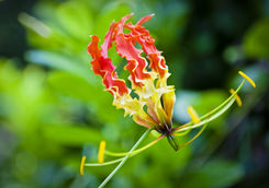 gloriosa lily stock