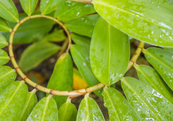 green spiral plant