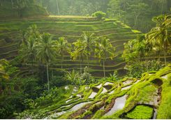 rice terraces