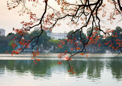 Tree in bud at Hoan Kiem lake in Hanoi