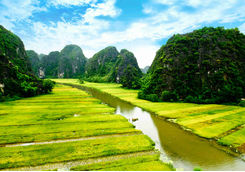 Rice field and river in Ninh Binh