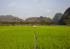 Farmer working at the paddy field