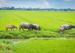 Buffalo herd in grass field