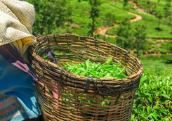 Green tea leaves in a tea plantation
