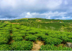 Tea plantation