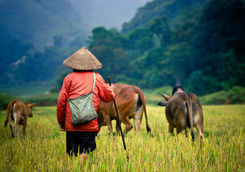 Buffalo shepherd on the rice field