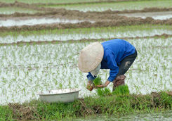 Working at a rice field in Vietnam