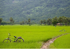 Bicycles and muddy path through rice field