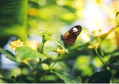 butterfly on a flower