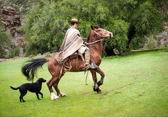 profile of cowboy riding a horse