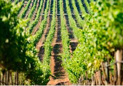 vineyard