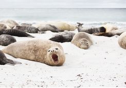 elephant seals on snow