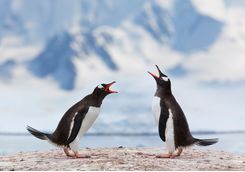 two penguis speaking
