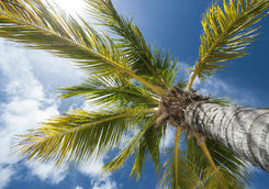 Palm tree looking up