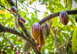 Cocoa growing in the Caraibbean