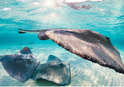 Stingrays