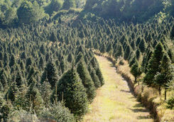 Forest near Zitacuaro