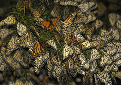 Close up of Monarch butterflies on branch