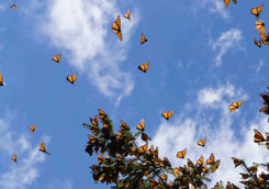 Large group of Monarch butterflies flying
