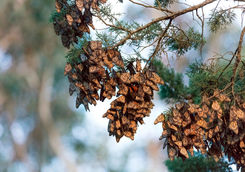 Monarch butterflies on tree branch