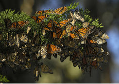 Close up of Monarch butterflies on branch