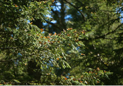 Monarch butterflies on a tree