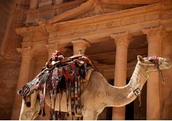 camel against treasury