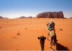 camel trek in the desert