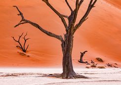 dead camel thrin trees