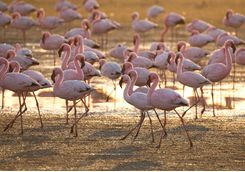flamingo at walvis bay