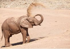 elephant in dust