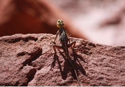 agama climbs on rock