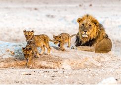 african lion family