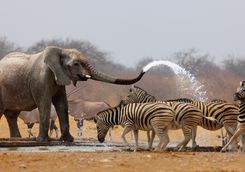 elephant spraying zebra with water