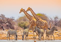 giraffes and zebras at waterhole