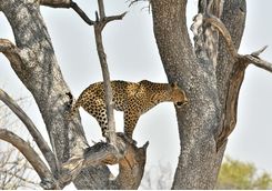 leopard on a tree