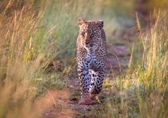 approching leopard