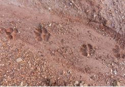 tiger foot step