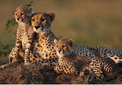 cheetah family