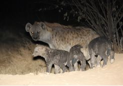 hyana family at night