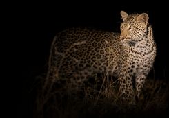 leopard walking in darkness