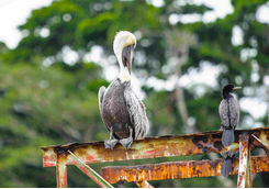 pelican