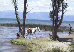horse next to the lake